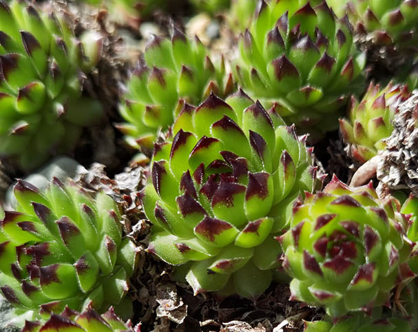 Sempervivum 'Black Top'